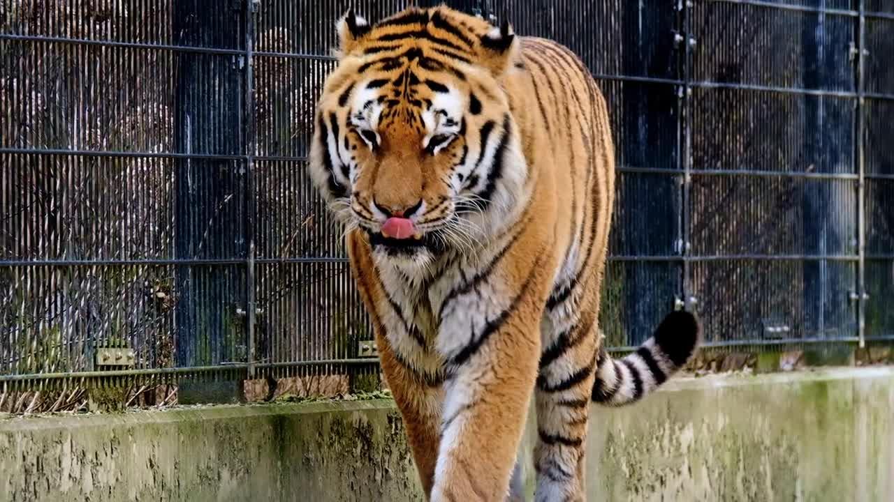 Slow motion of tiger