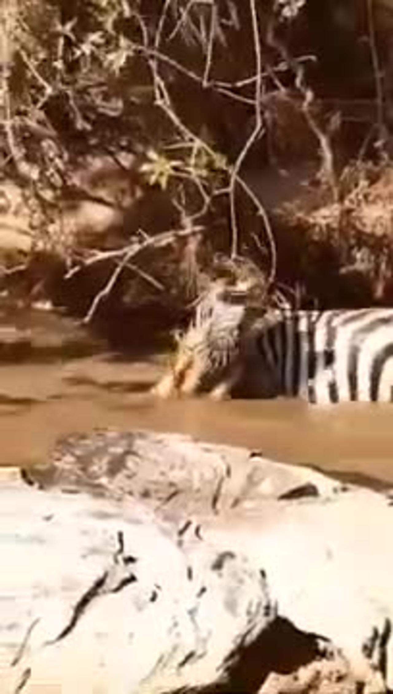 Zebra was ambushed by a South African crocodile.mp4