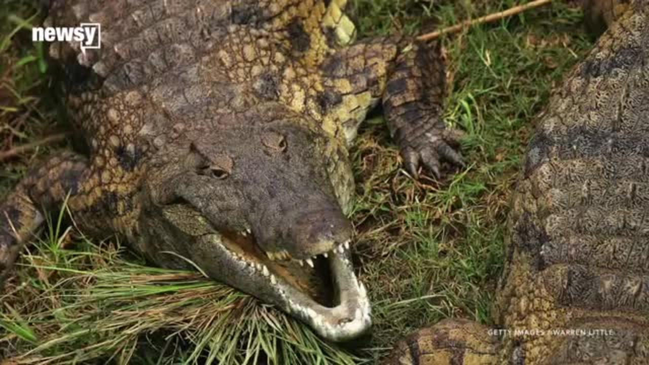 Researchers Found Man-Eating African Crocodiles In Florida_Cut.mp4