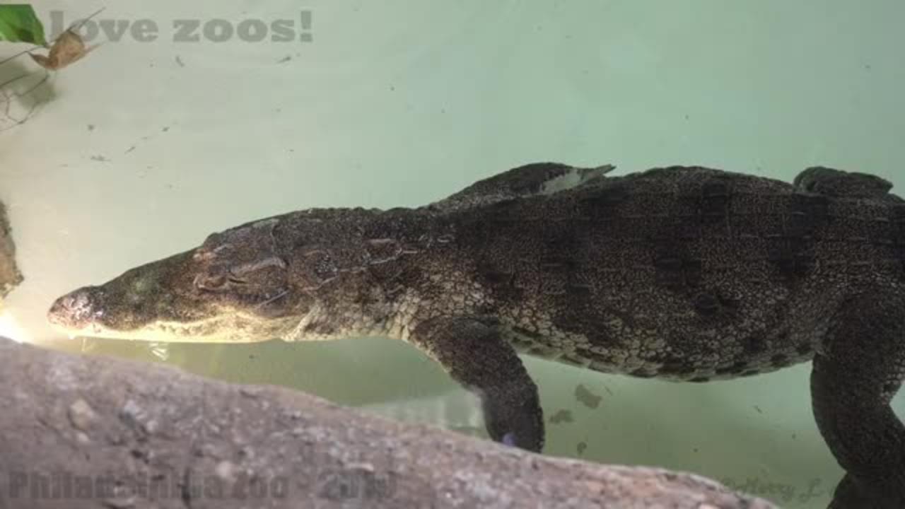 Philadelphia Zoo West African Crocodile Moving Into Sunlight_Cut.mp4