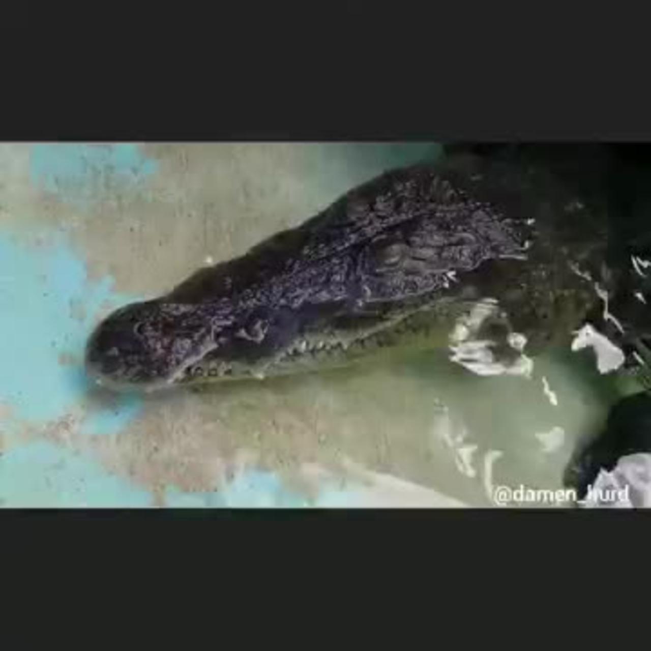 Ra the 9ft West African Crocodile, Baby Tame!!!_Cut.mp4