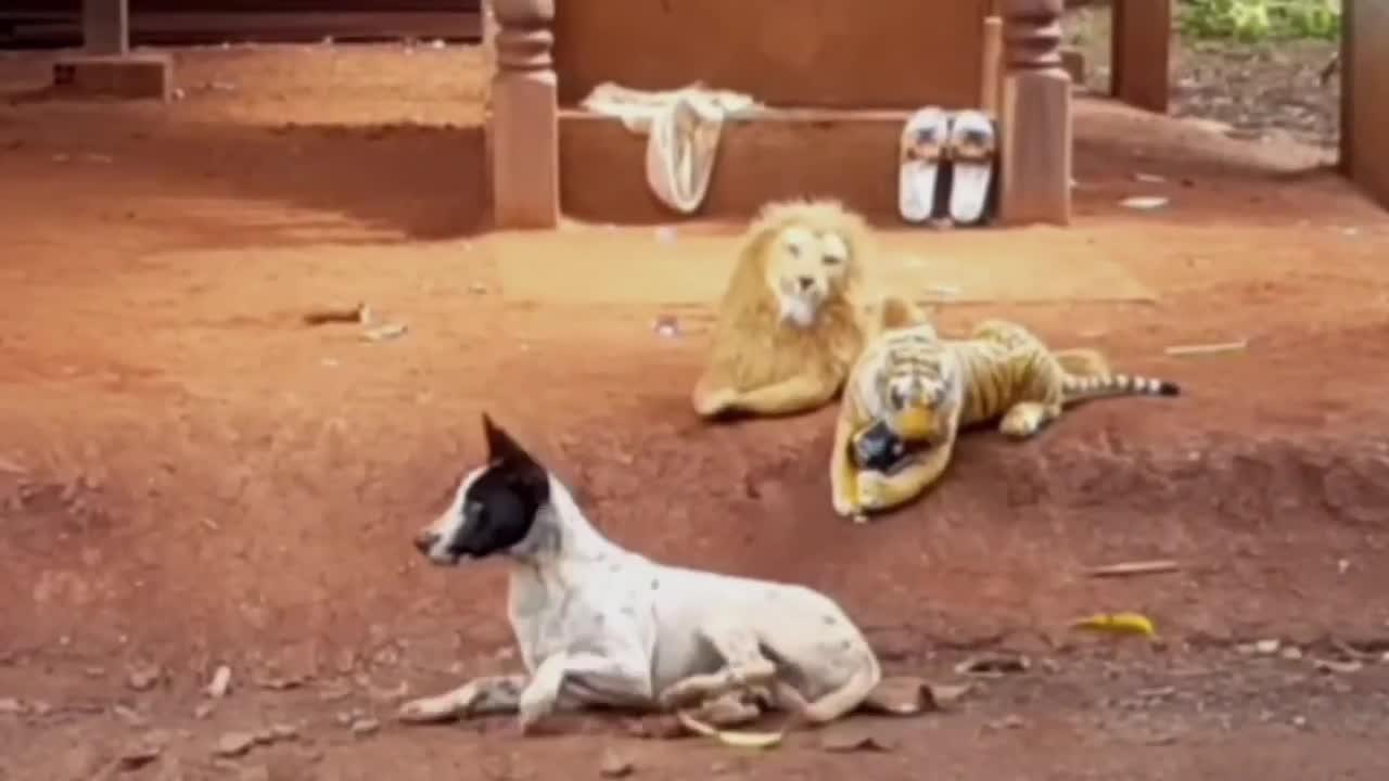 Fake Lion vs Real Dog Prank Funny Video Try not to Laugh I funniest animals