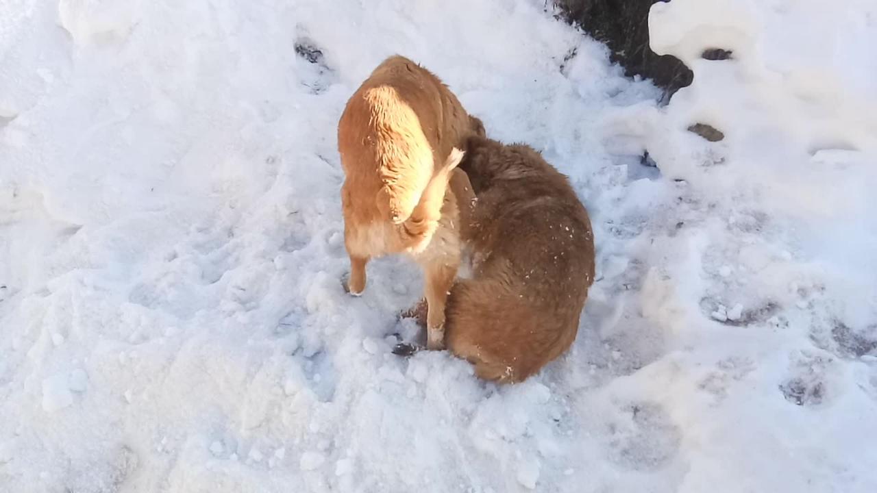 Bakarwal puppy playing with snow