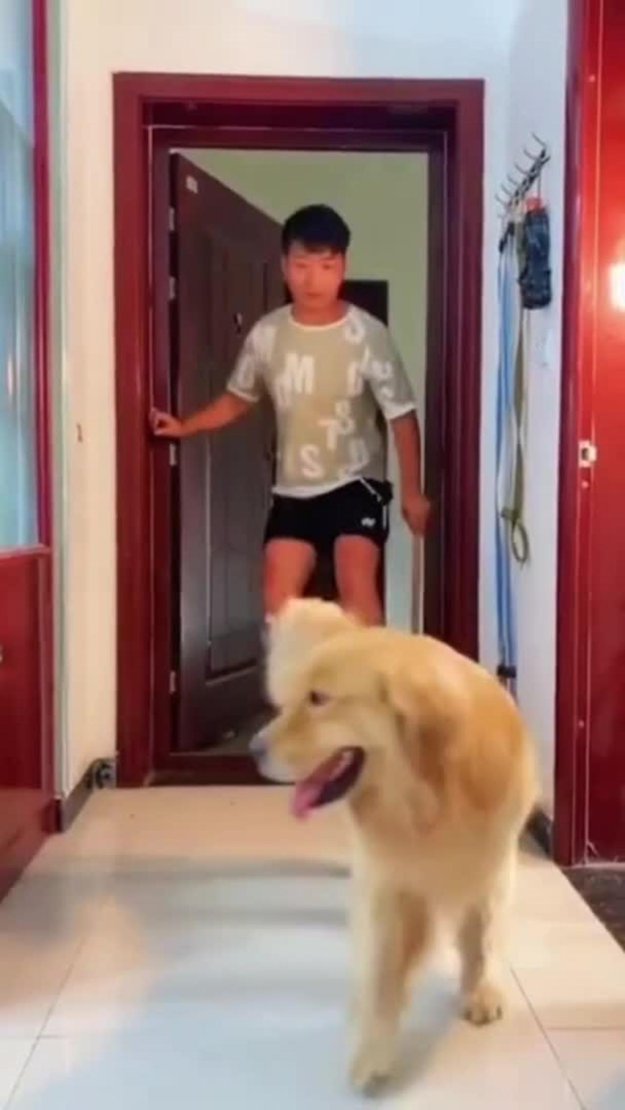 Funny Dog Video 2022