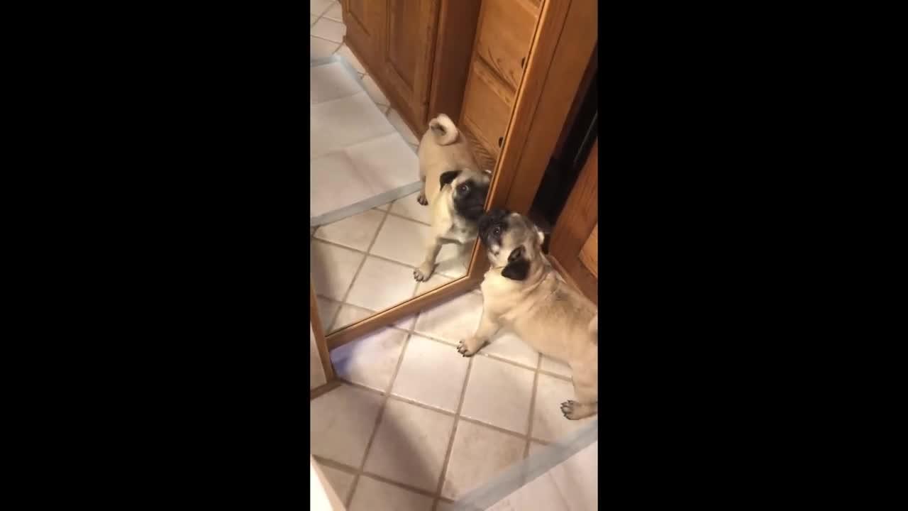 Pug desperately attempts to make contact with mirror reflection