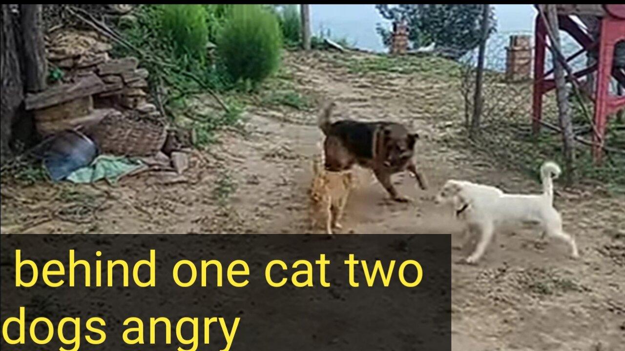 behind one cat two dogs angry