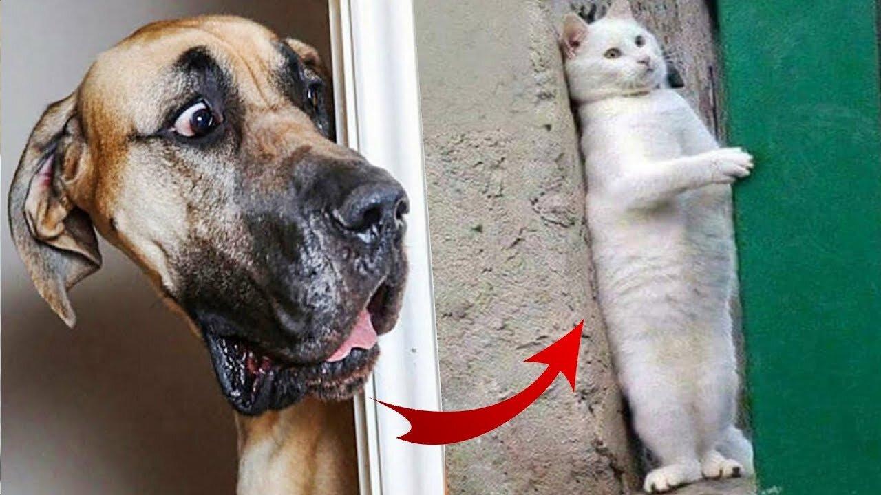 Funny Animals 2022 - Funniest Cats and Dogs Videos 🐱🐶 Part #20