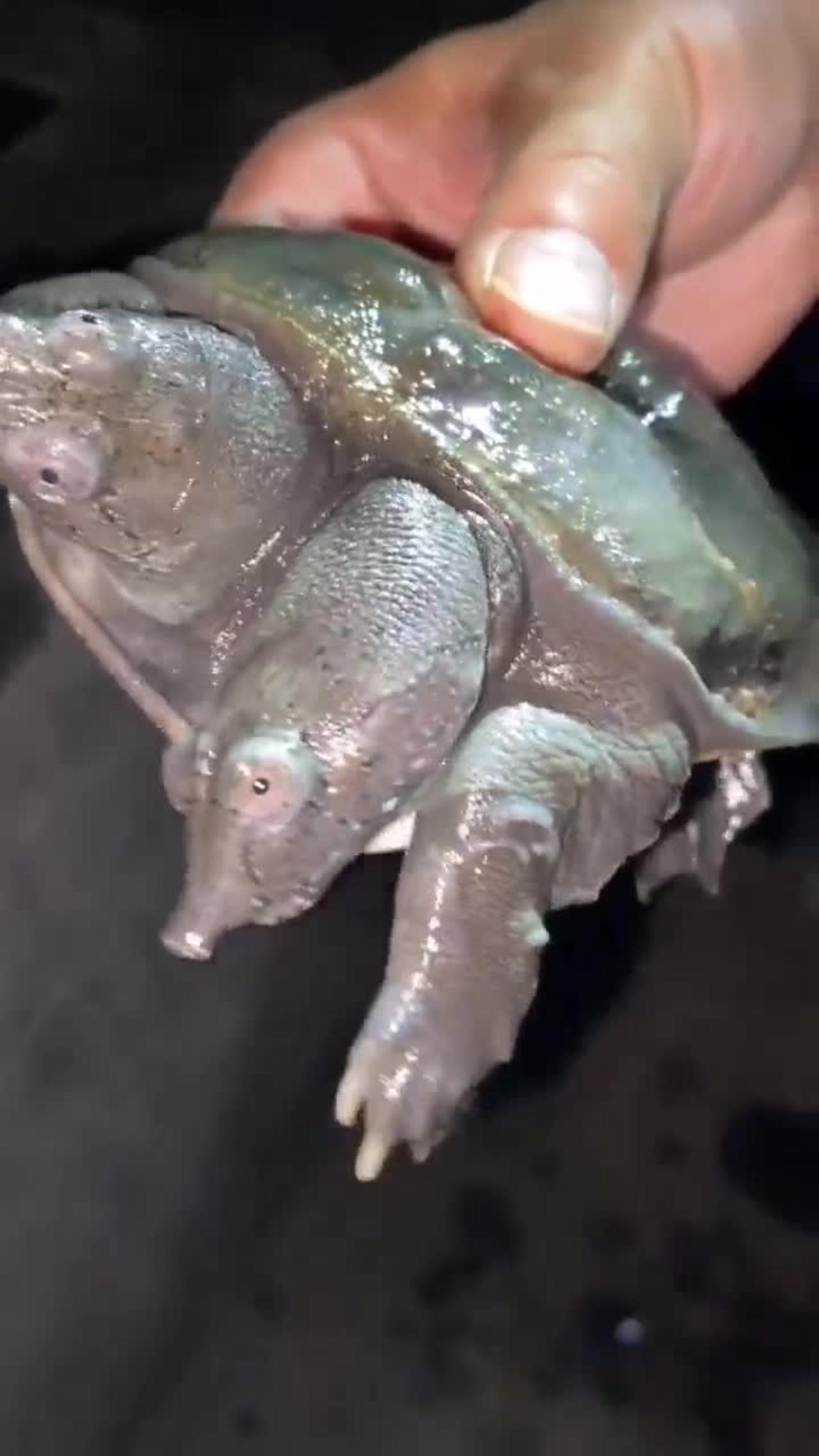 First time I saw a two-headed turtle