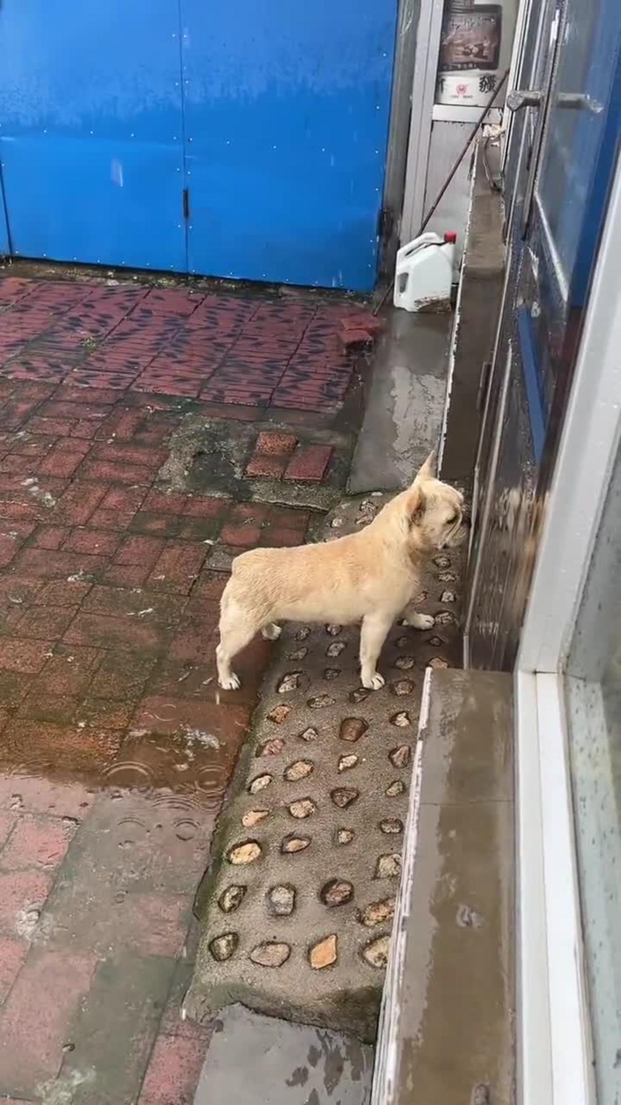 It rained and the dog was left at the door