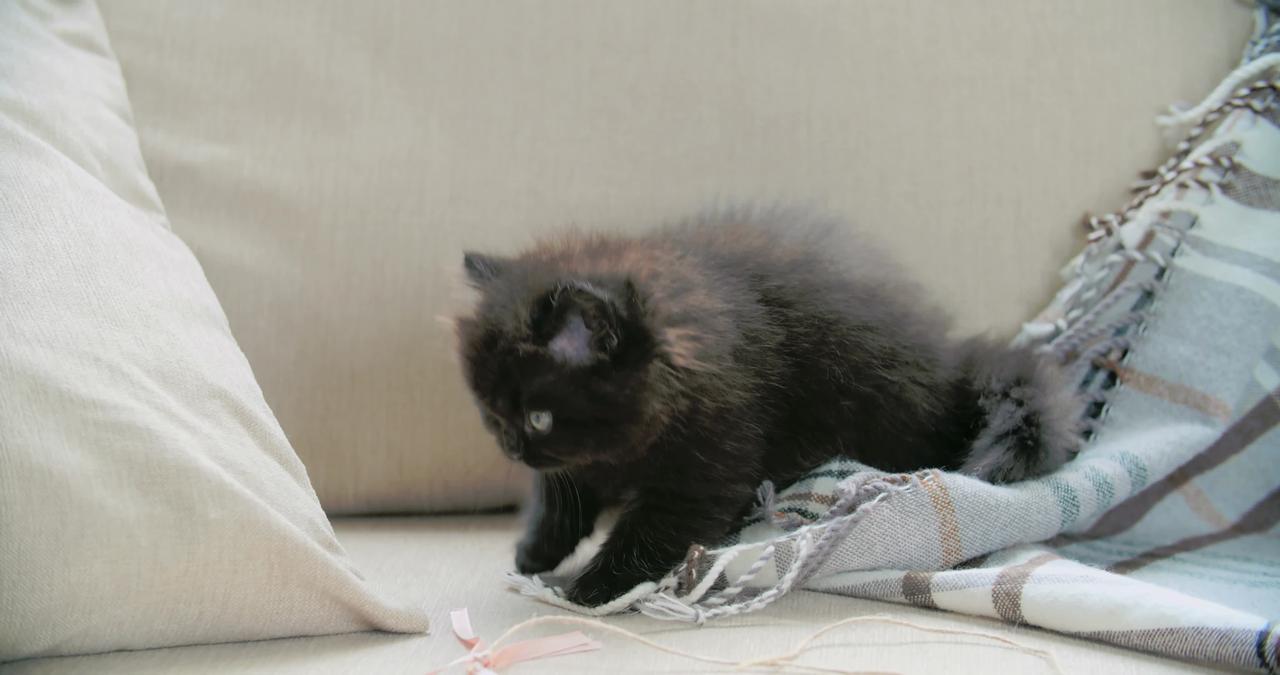 Baby Cats - Cute and Funny Cat  Playing With A Blanket In The Sofa