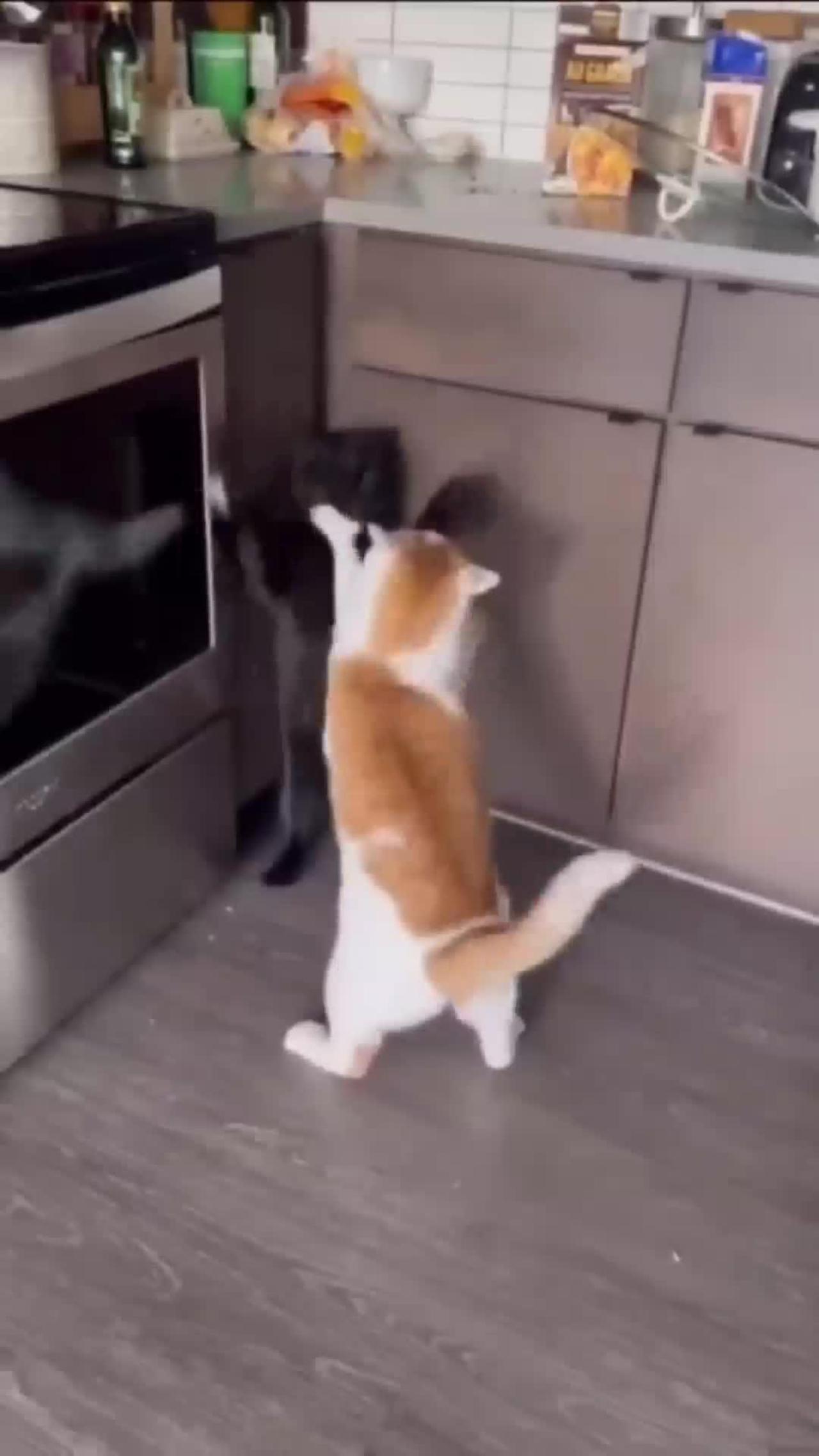 Funny Emotional Cute Cats, Shorts & Clips, Cat playing with Dog