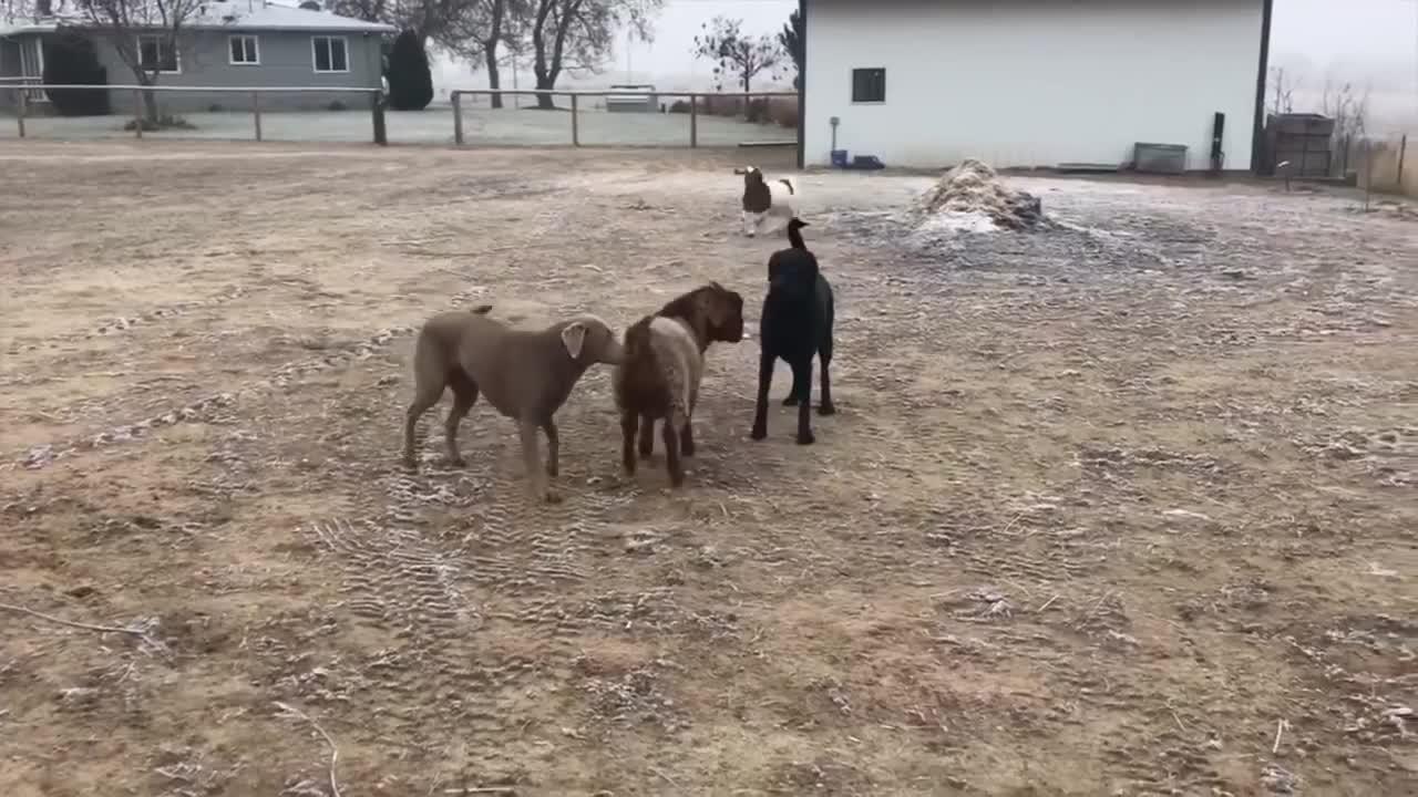 TRY TO NOT to LAUGH Animals