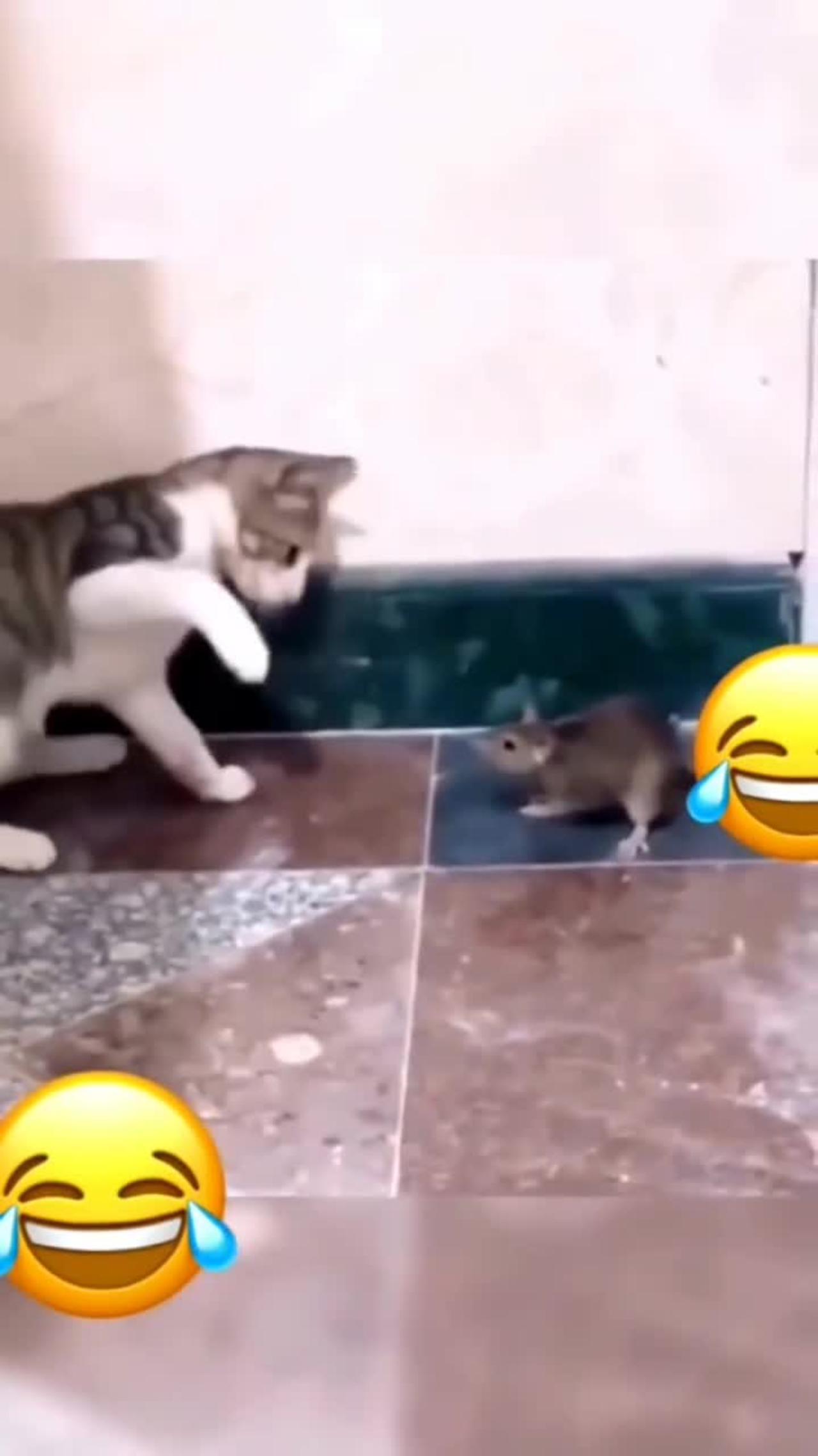 Tom and Jerry 🤣😂😂😂
