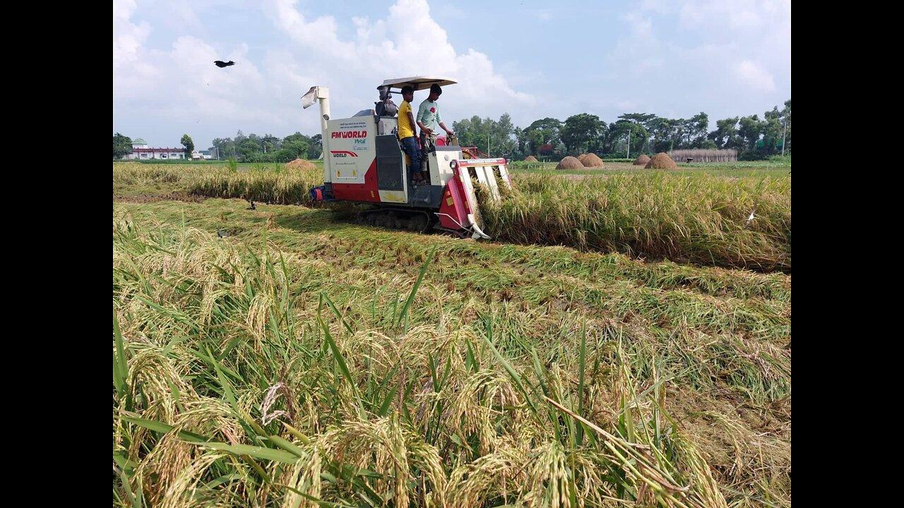 Harvester machines are becoming popular day by day in Bogra. Paddy is harvested at 2500 rupees