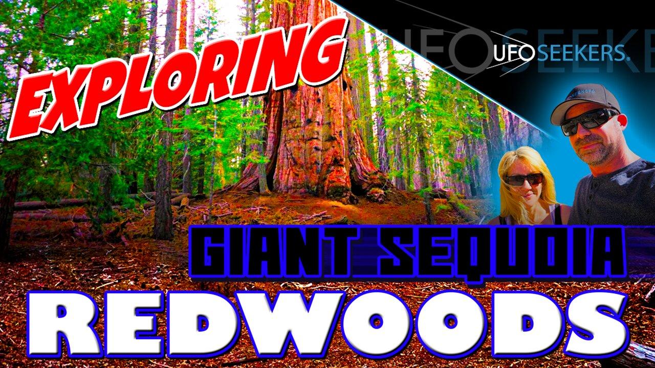 Exploring the GIANT SEQUOIA REDWOODS in Sequoia National Forest (Before 2022 Wildfire)