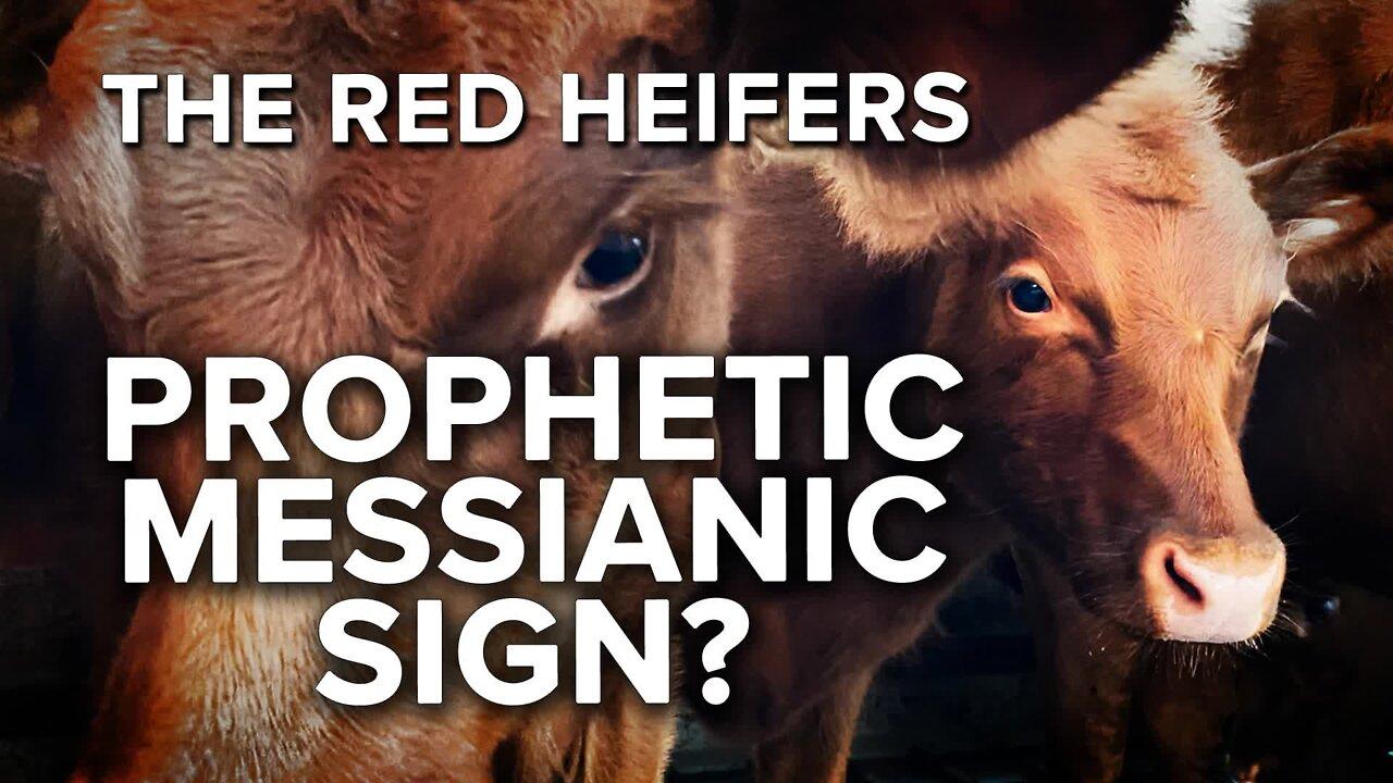 Is Red Heifers’ Israel Arrival Prophetic Sign Hailing Messiah’s Return? 09/23/22