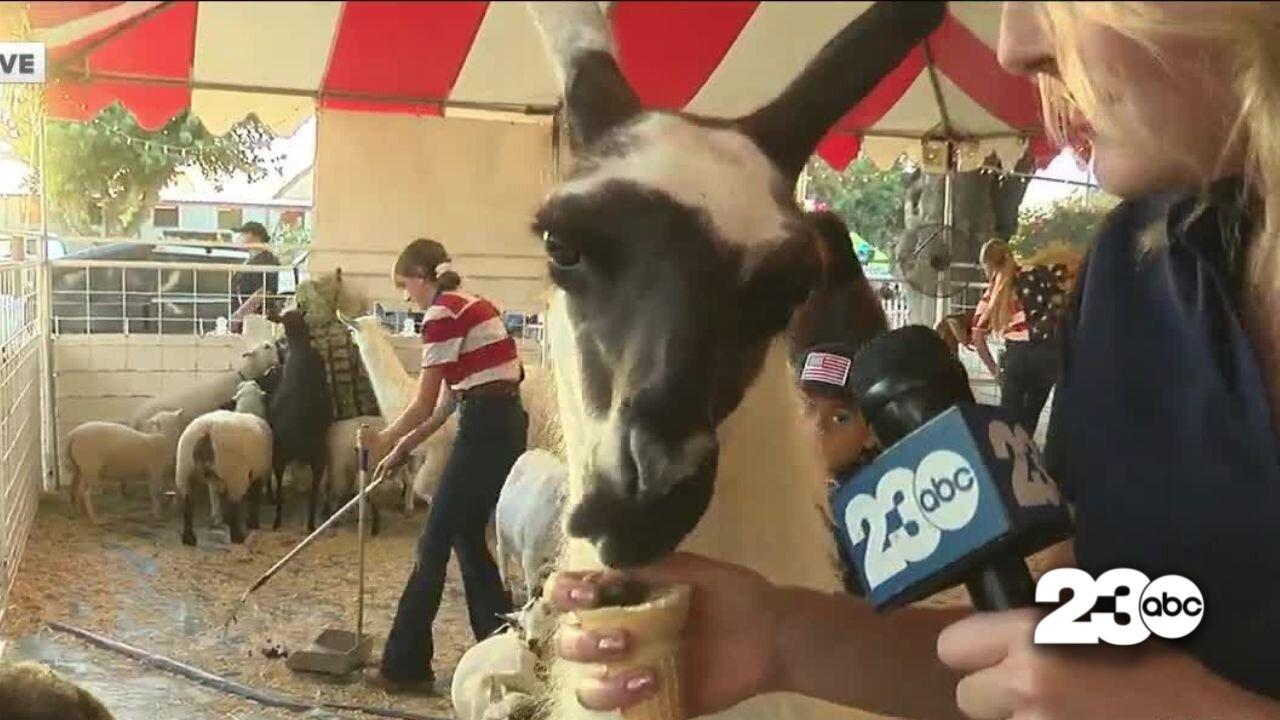 Llama Drama At The 2022 Kern County Fair! - One News Page VIDEO