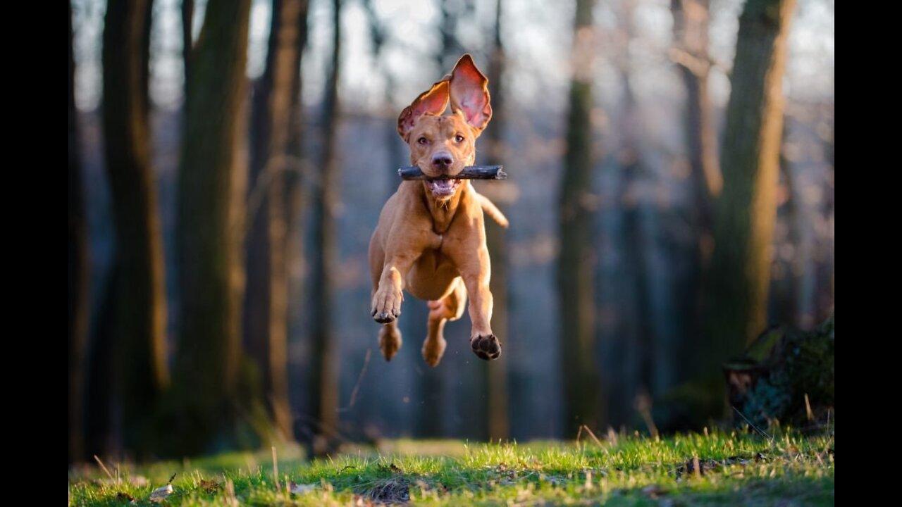 🐕 High Jumping Dogs - TOP 10 Dog Breeds That Can Jump The Highest In The World!