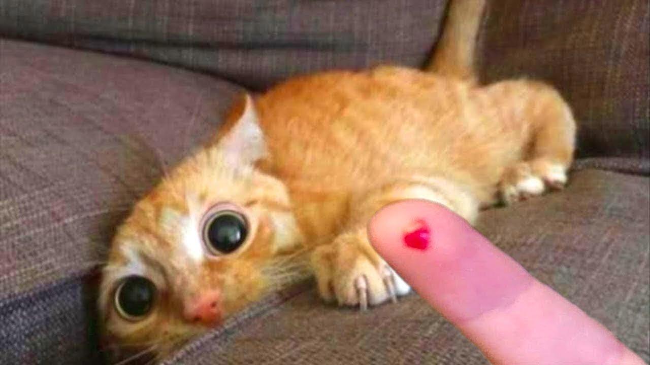 Try Not To Laugh | Funny Cat Videos Compilation