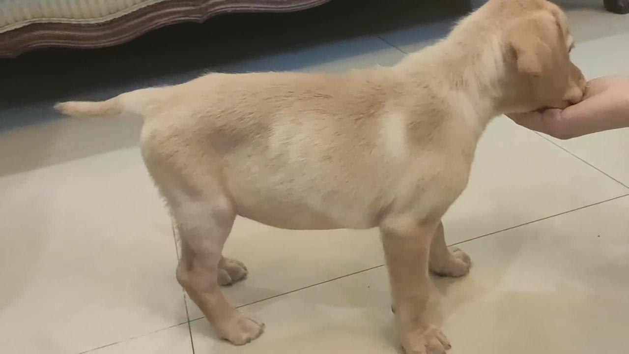 Labrador puppy training funny dog 🤣 10$million views