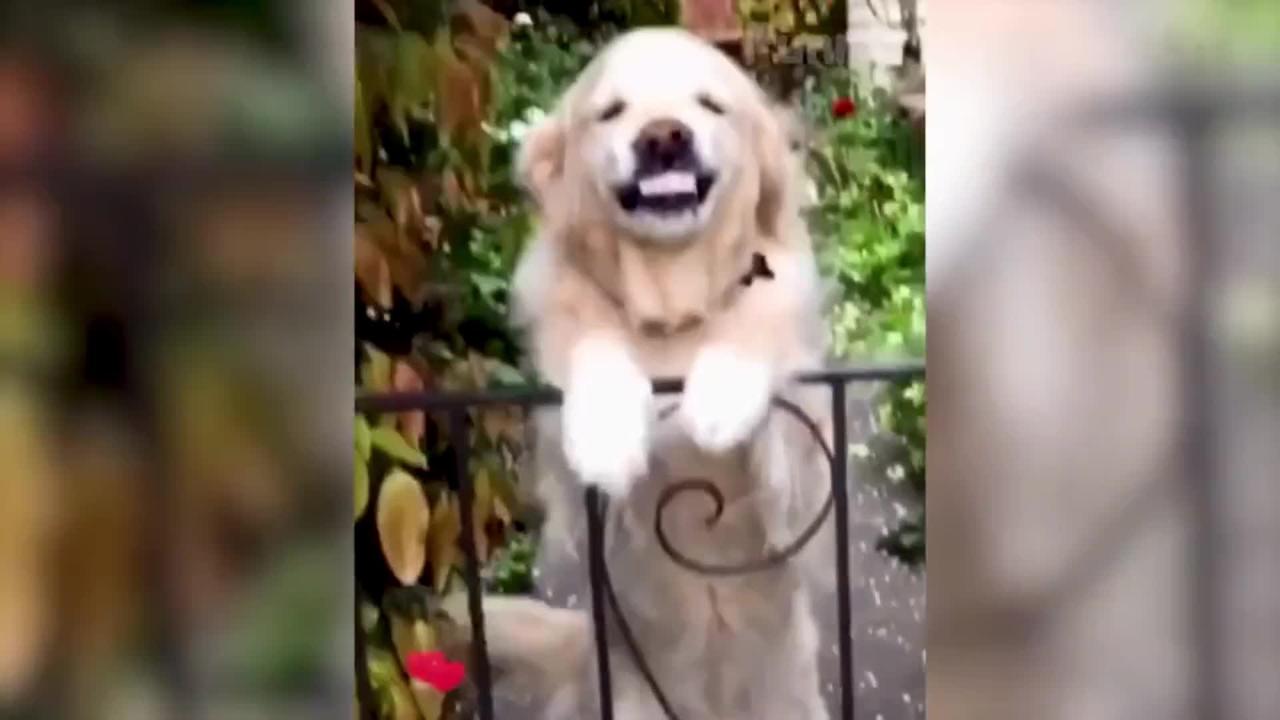 Funny Pet Video Collection