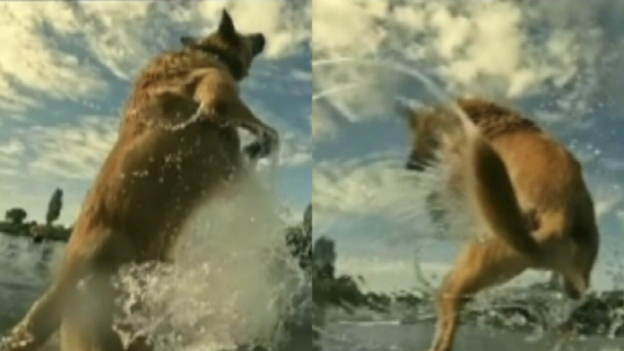 Amaging dog jump in water