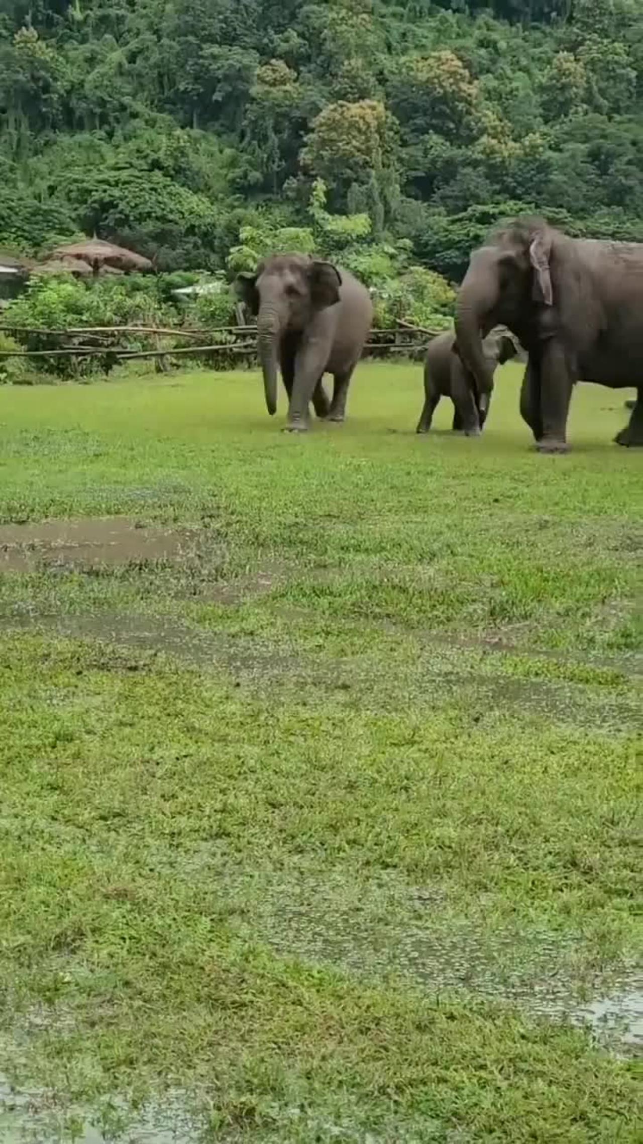 The Elephant Calf Is Chasing The Dog Elephant Calves And Dogs Funny Moment