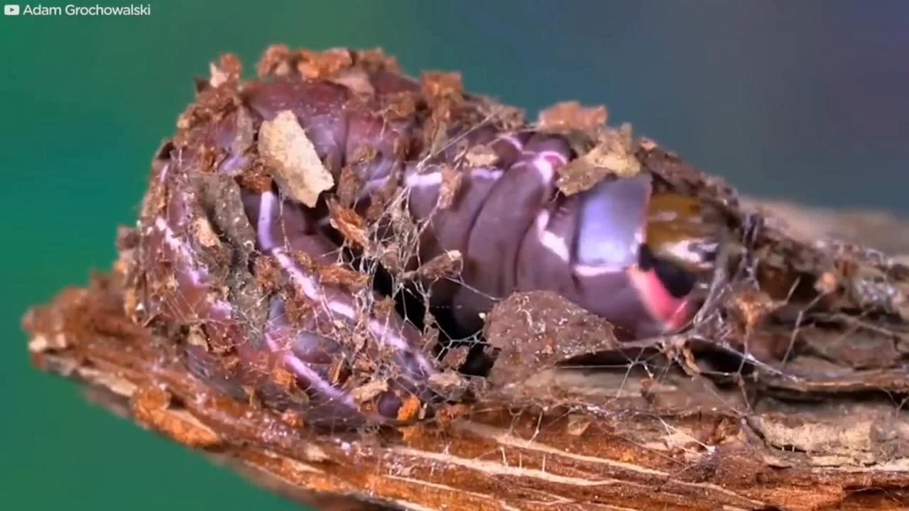 Watch this caterpillar turn into A puss moth | mrassif01