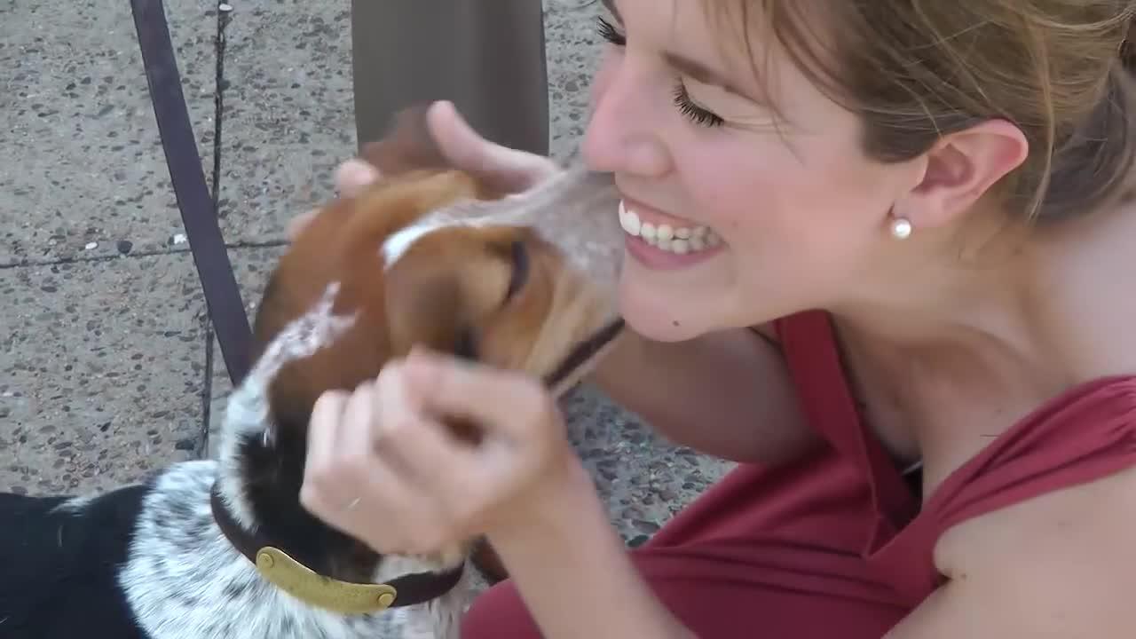 May I Pet Your Dog? (one minute video)