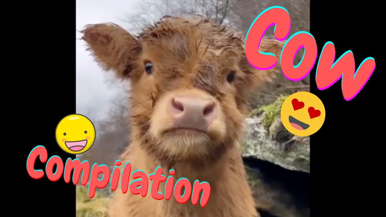 Cute Cows Compilation - Farm Life is So Adorable