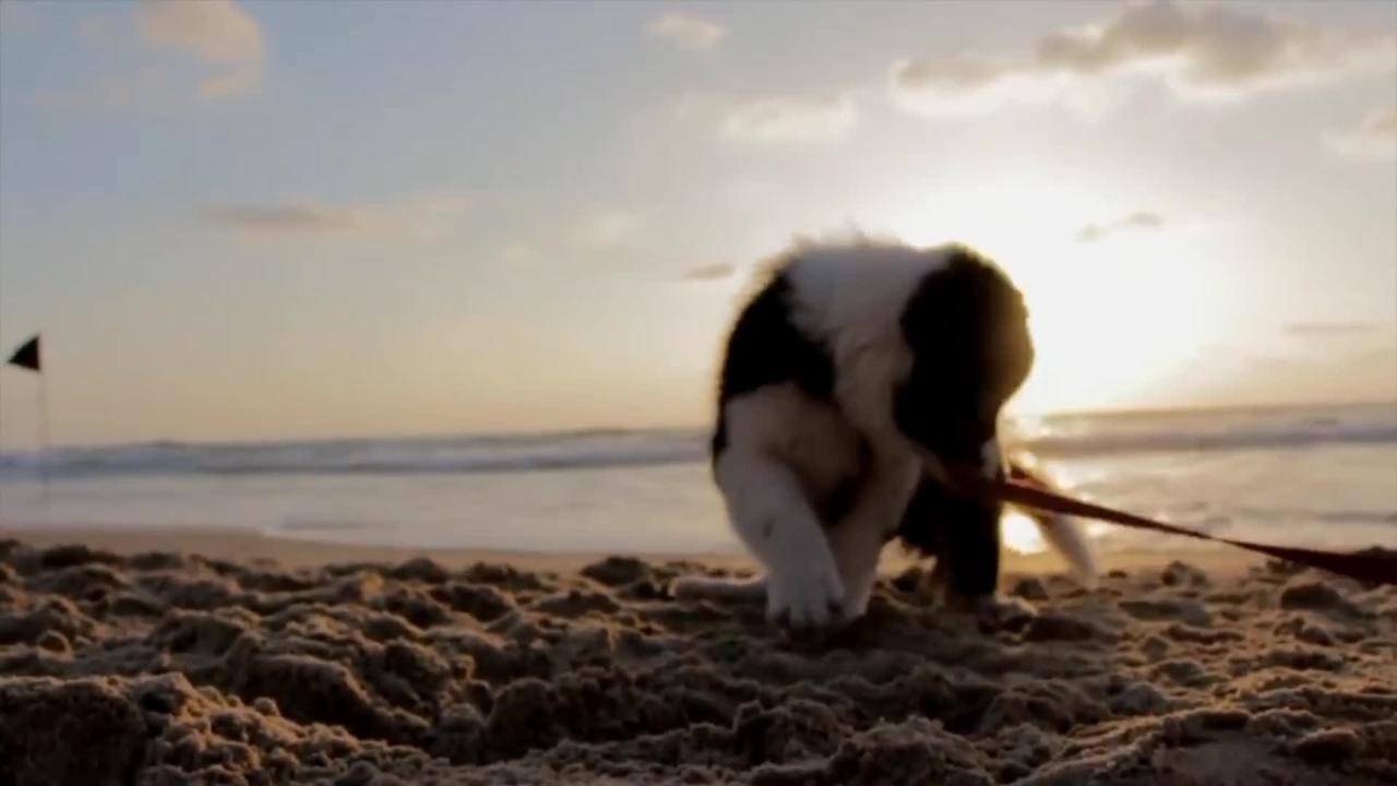 Cute Puppy Video | Dog Cute Moment