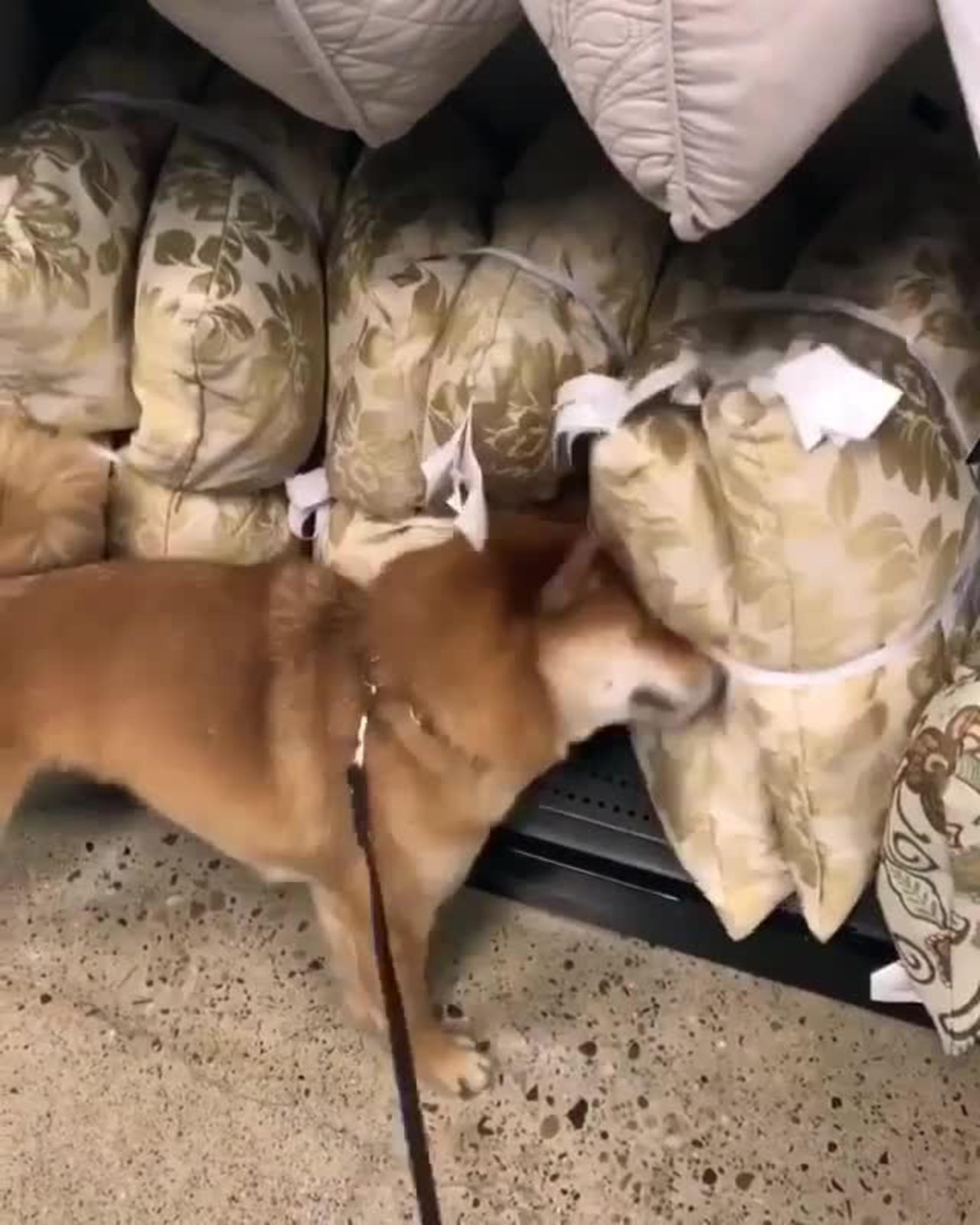 A dog who likes shopping in the supermarket