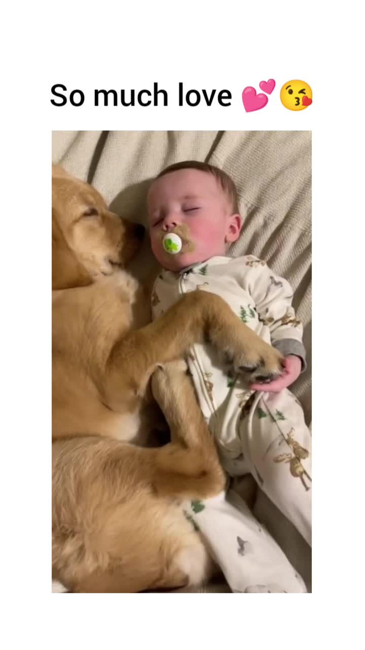 Cute dog with baby 🥰♥️