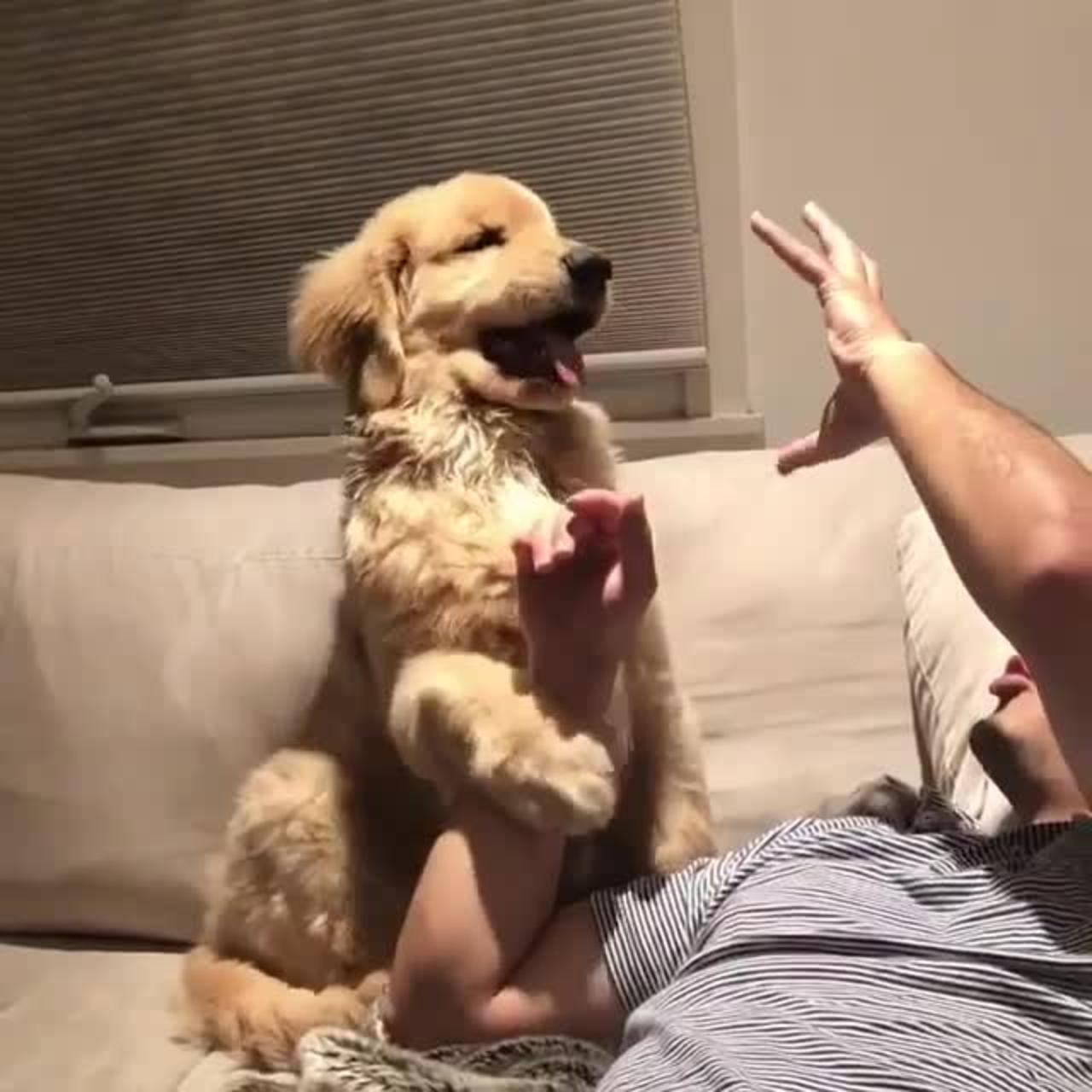 A dog that plays games with its master
