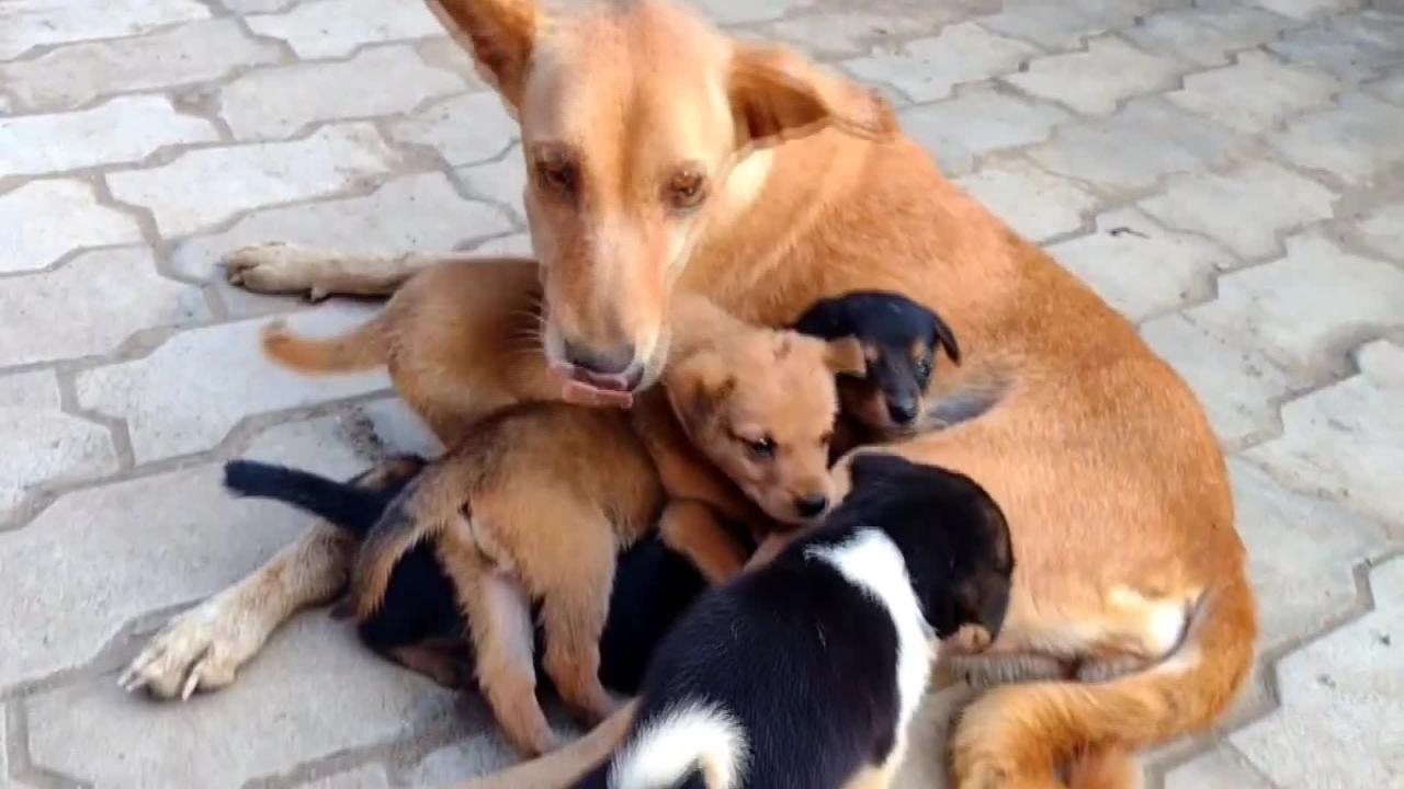 Funny Dog Feeding Milk to Babies🐶🐕#mayafunnyvideo