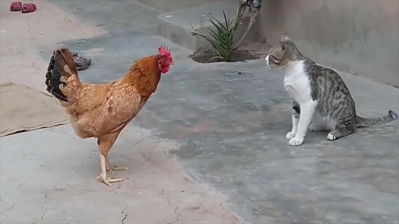 Rooster vs cat fighting