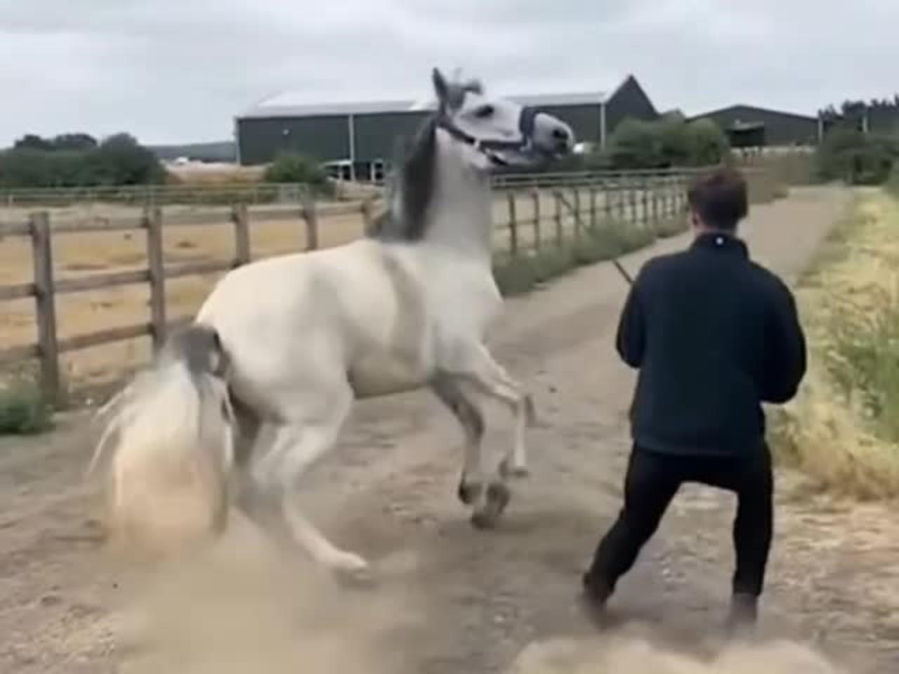 This horse has so much strength