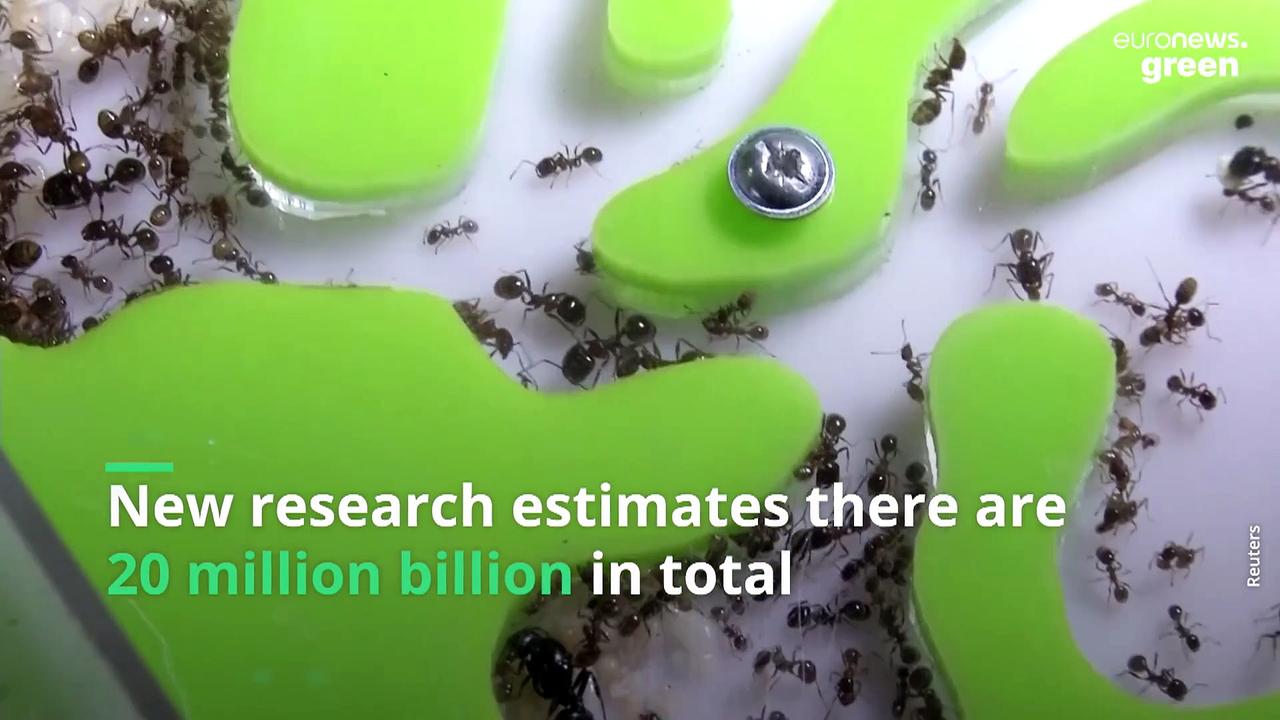 Researchers reveal that 20 quadrillion ants are crawling on the earth
