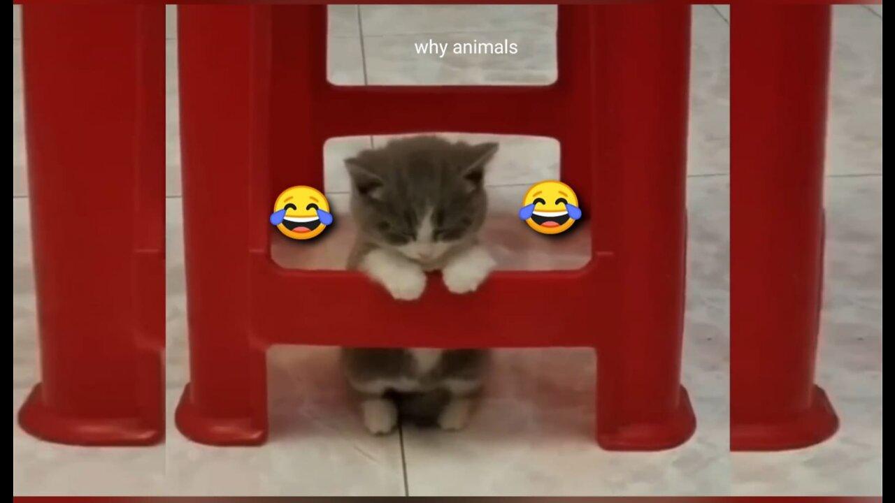 Entertainment cats and dogss video 😂😂
