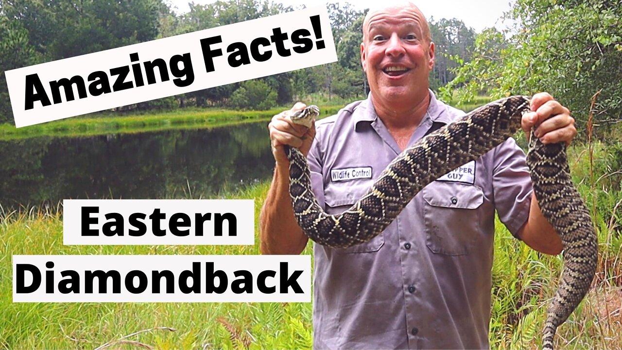 Top 5 amazing facts about Eastern Diamondback Rattlesnake | Largest Rattlesnake in North America
