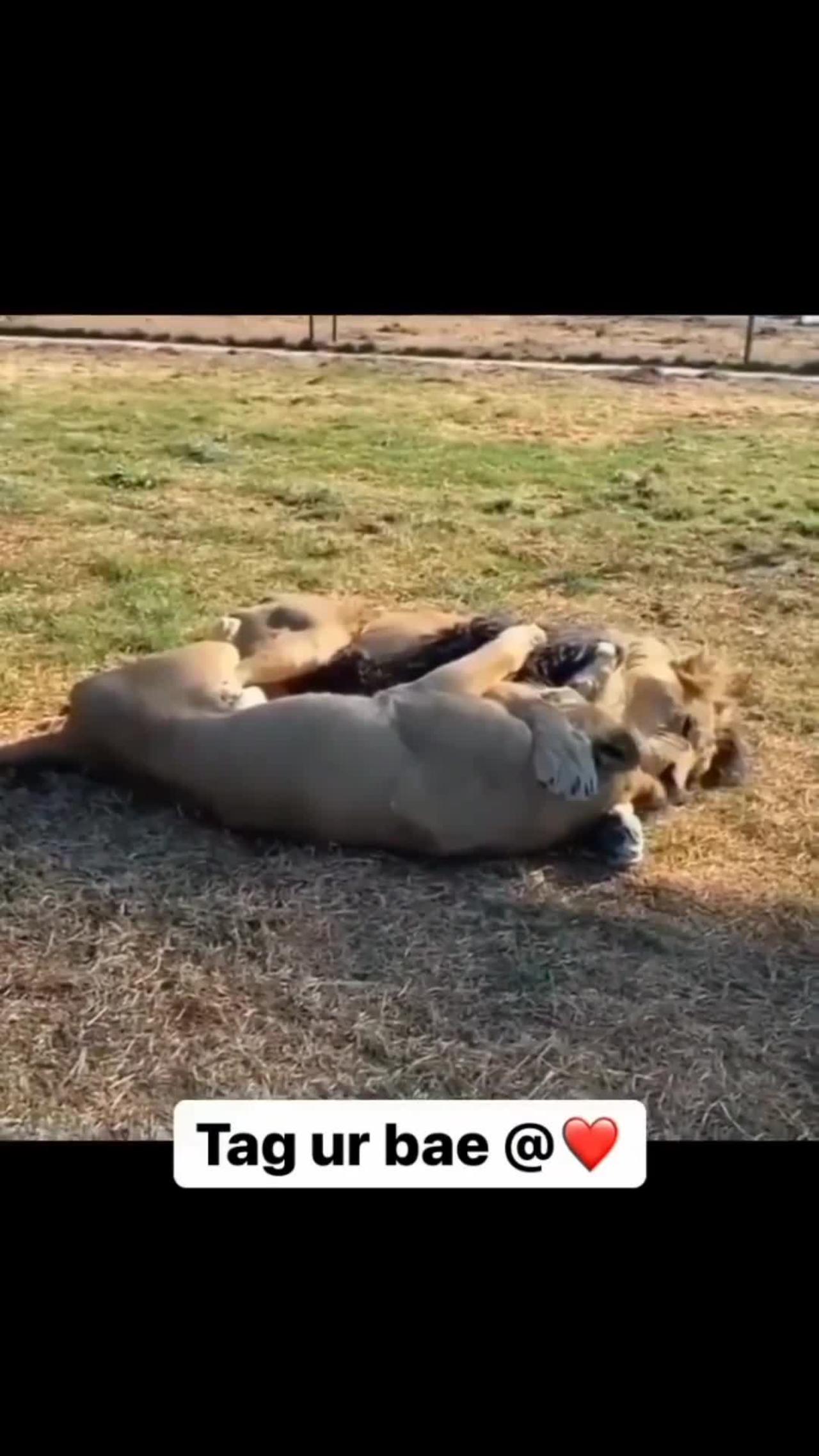 Lion loving cute funny video