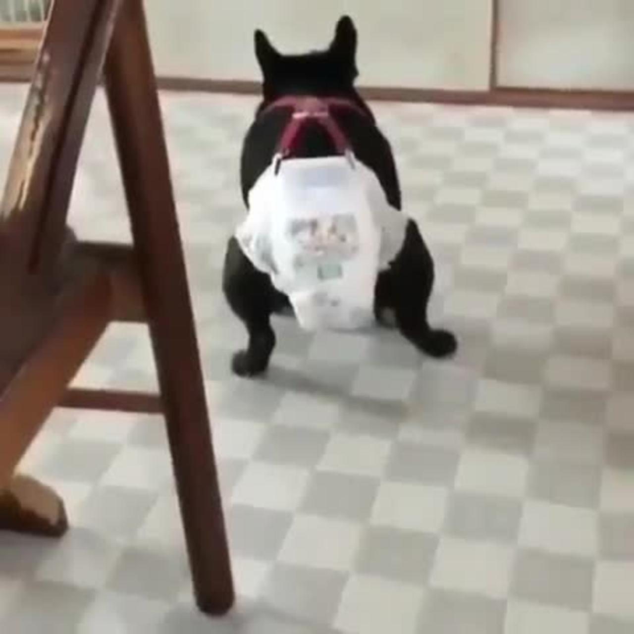 A dog in a paper diaper.