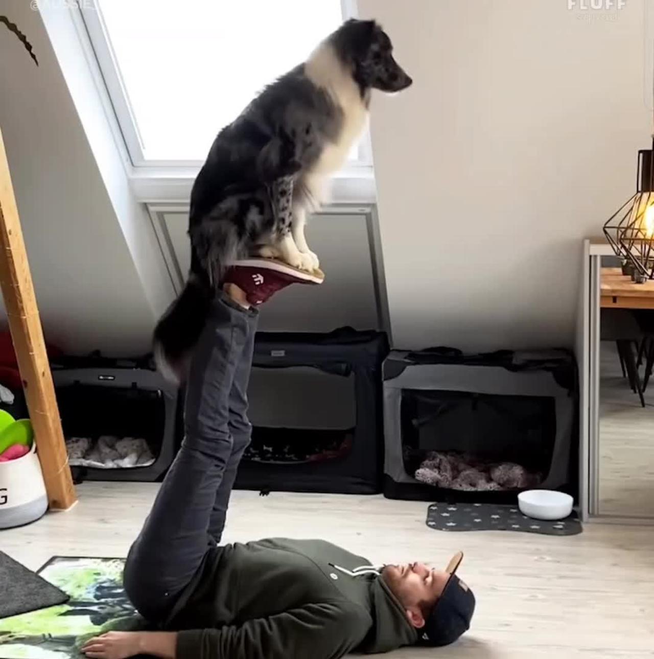 CUTE DOGGY DOING YOGA WITH HIS OWNER