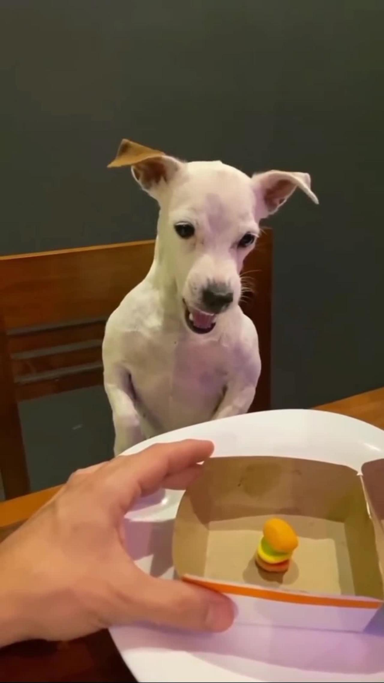 Dog at McDonald's | this is an injustice | #funn #funny #Entertainment #dog