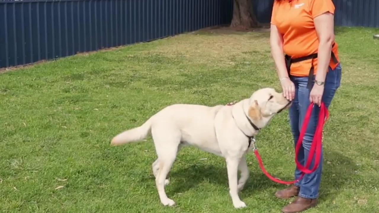 FREE DOG TRAINING . How to teach your dog to sit and drop