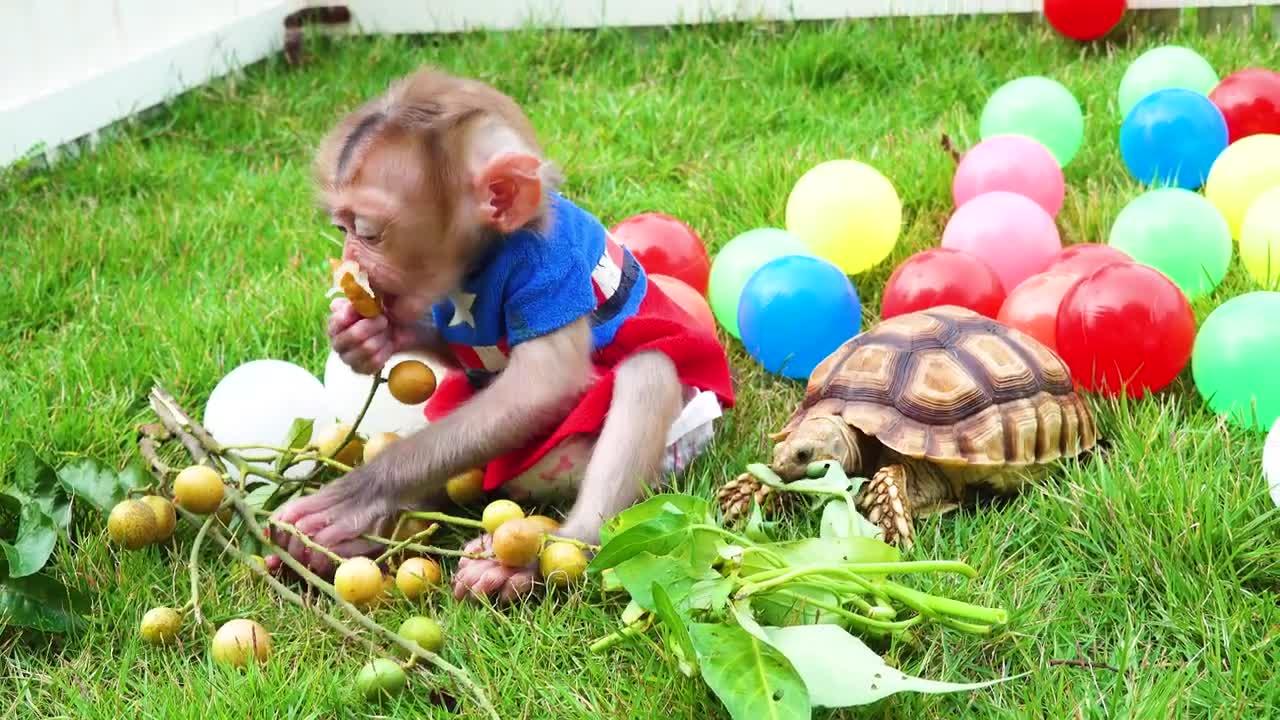 Zozo MONKEY PLAY WITH TURTLE IN THE GARDEN
