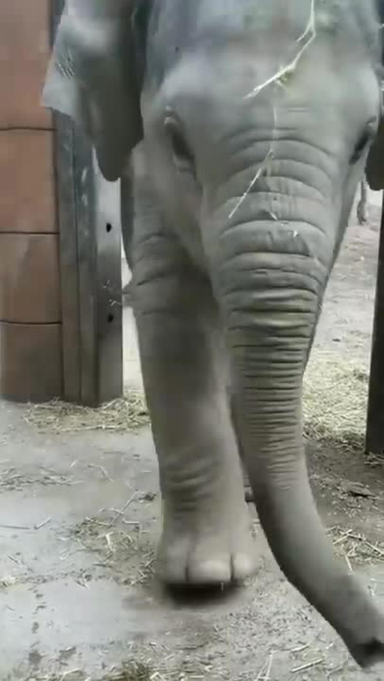 Baby cute elephant