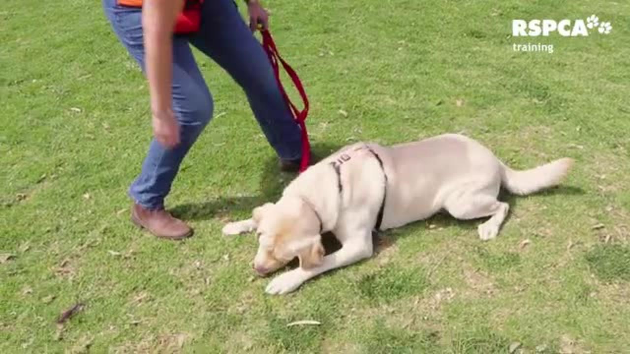 Dog Training Vedios