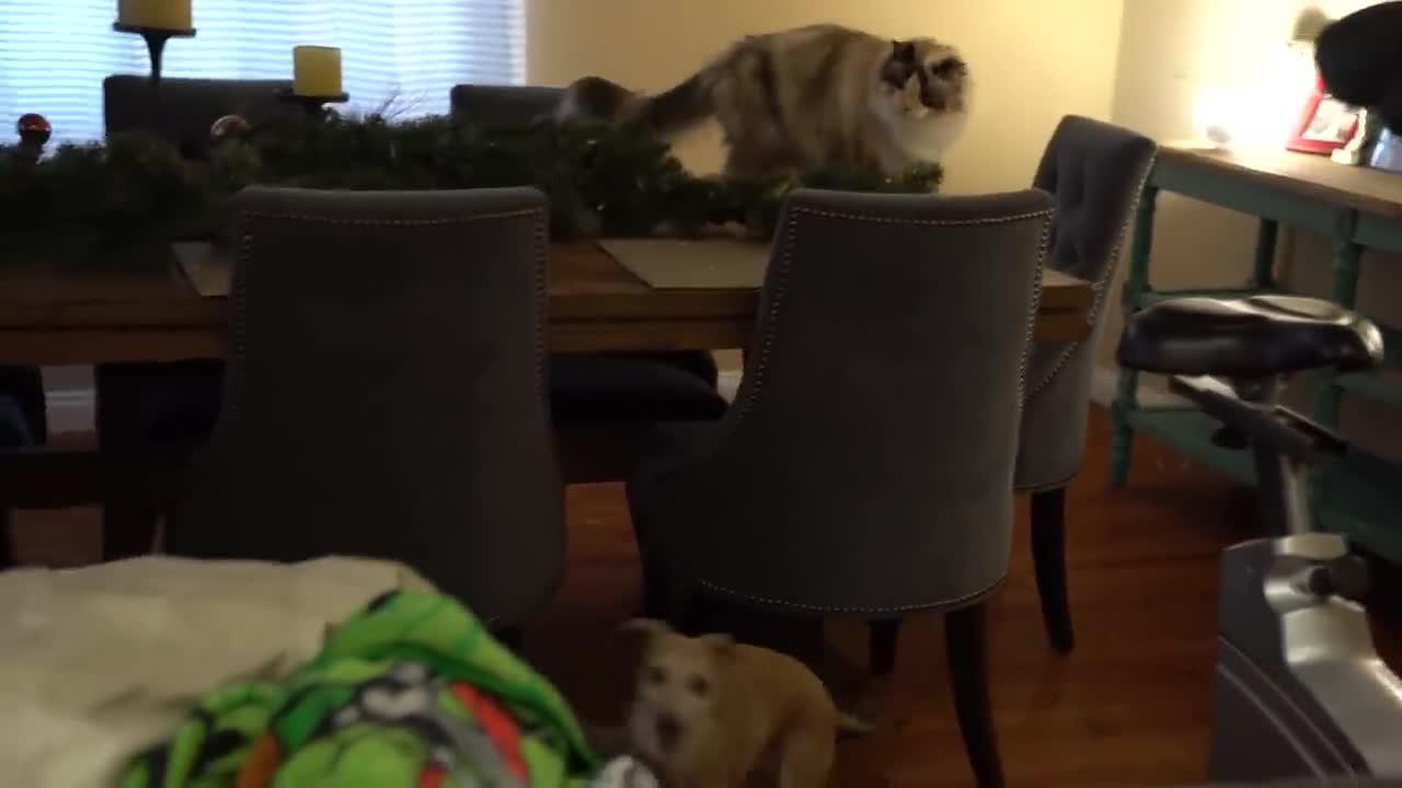 My Dogs Meet A Cat