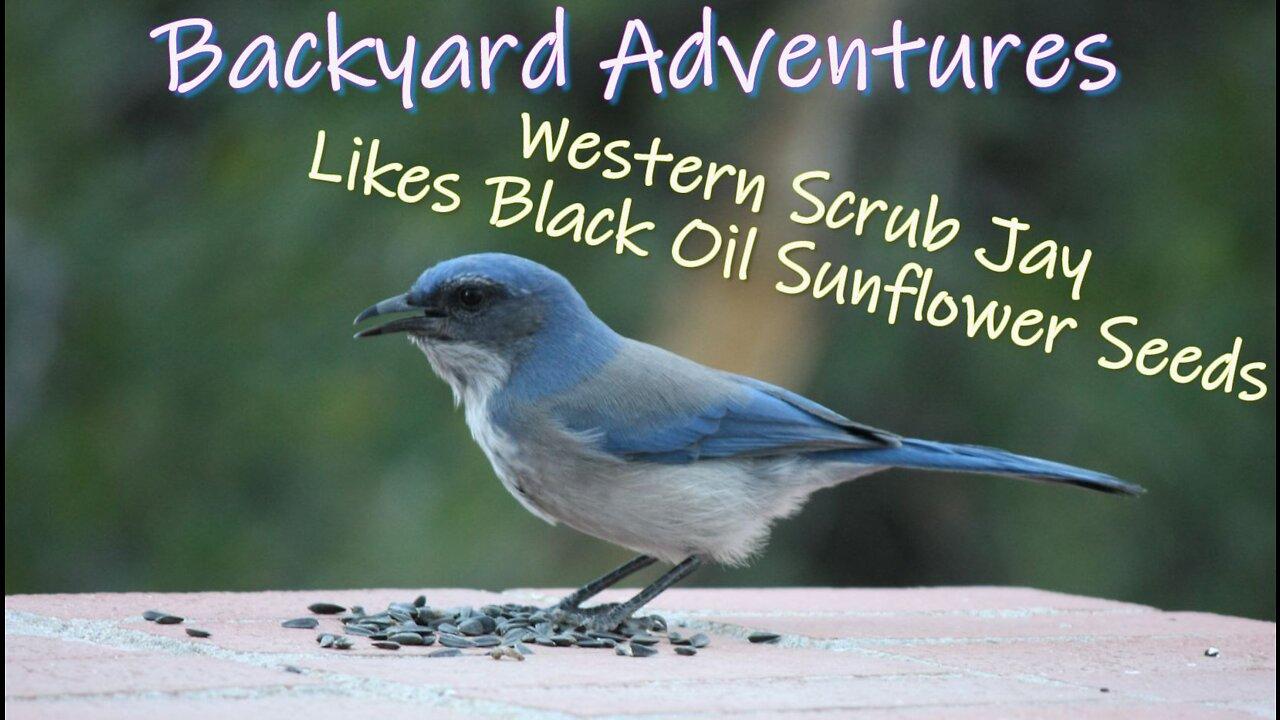 Backyard Adventures – Western Scrub Jay Likes Black Oil Sunflower Seeds